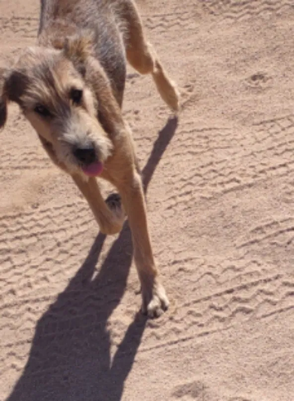 Lost dog in Newberry Springs, CA, 92365