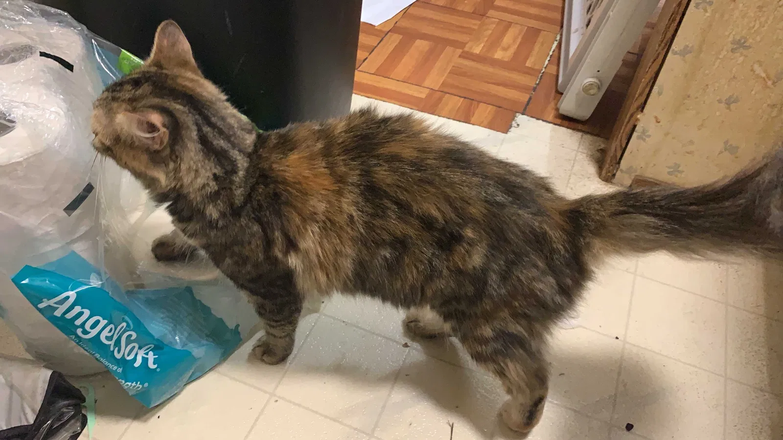 Lost cat in Noblesville, IN, 46062