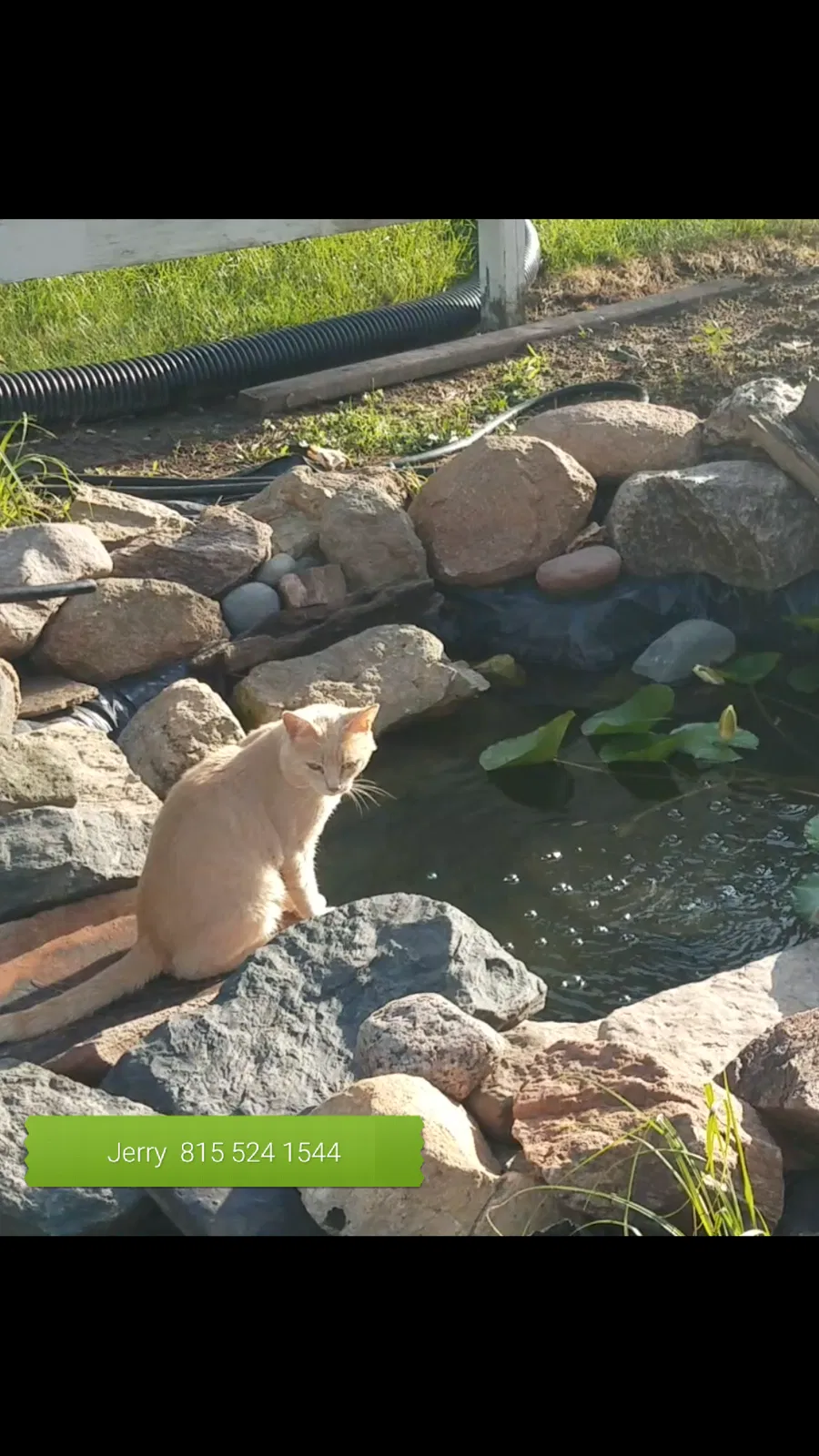 Lost cat in Streator, IL, 61364