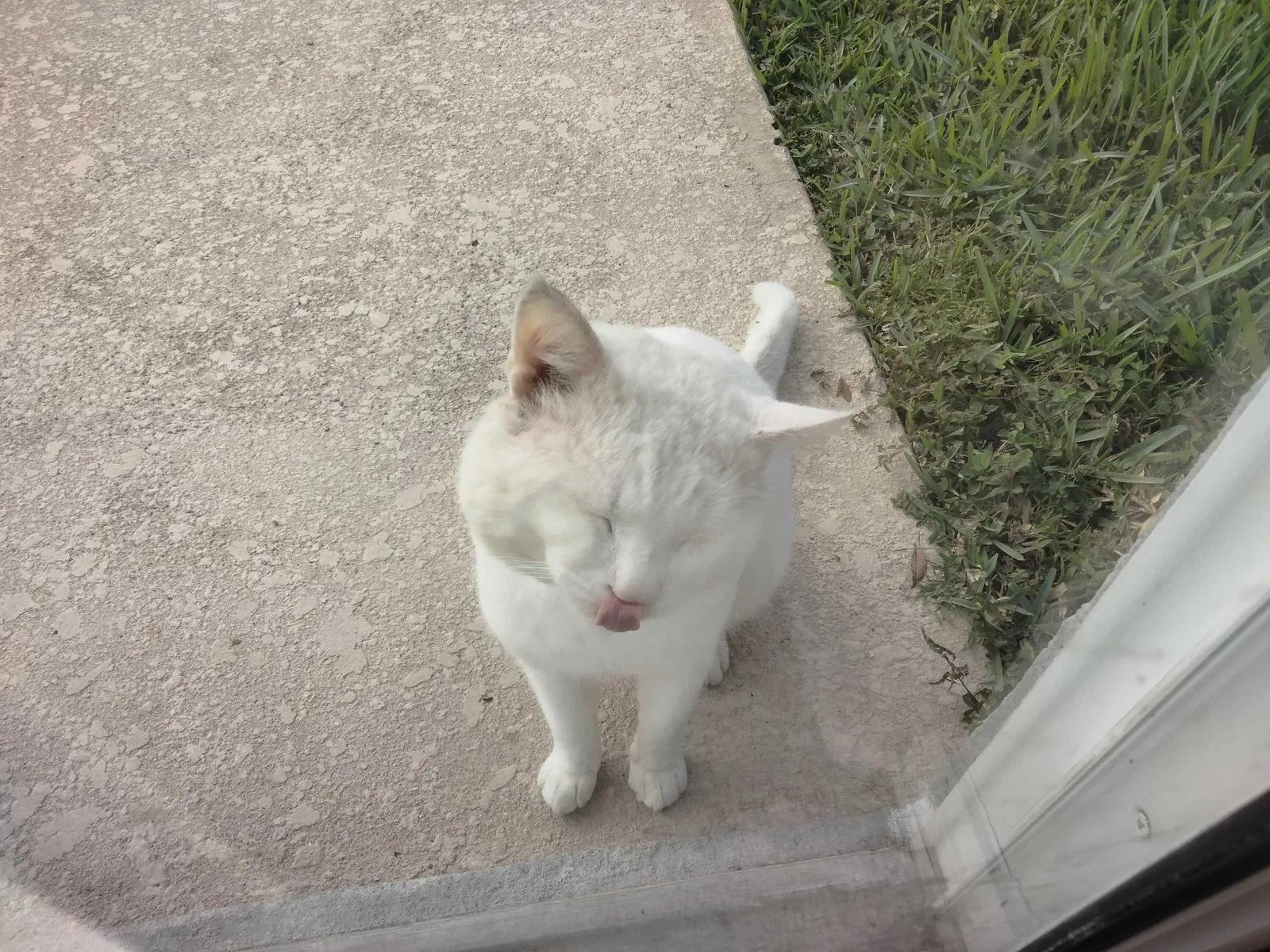 Found cat in Kissimmee, FL, 34746