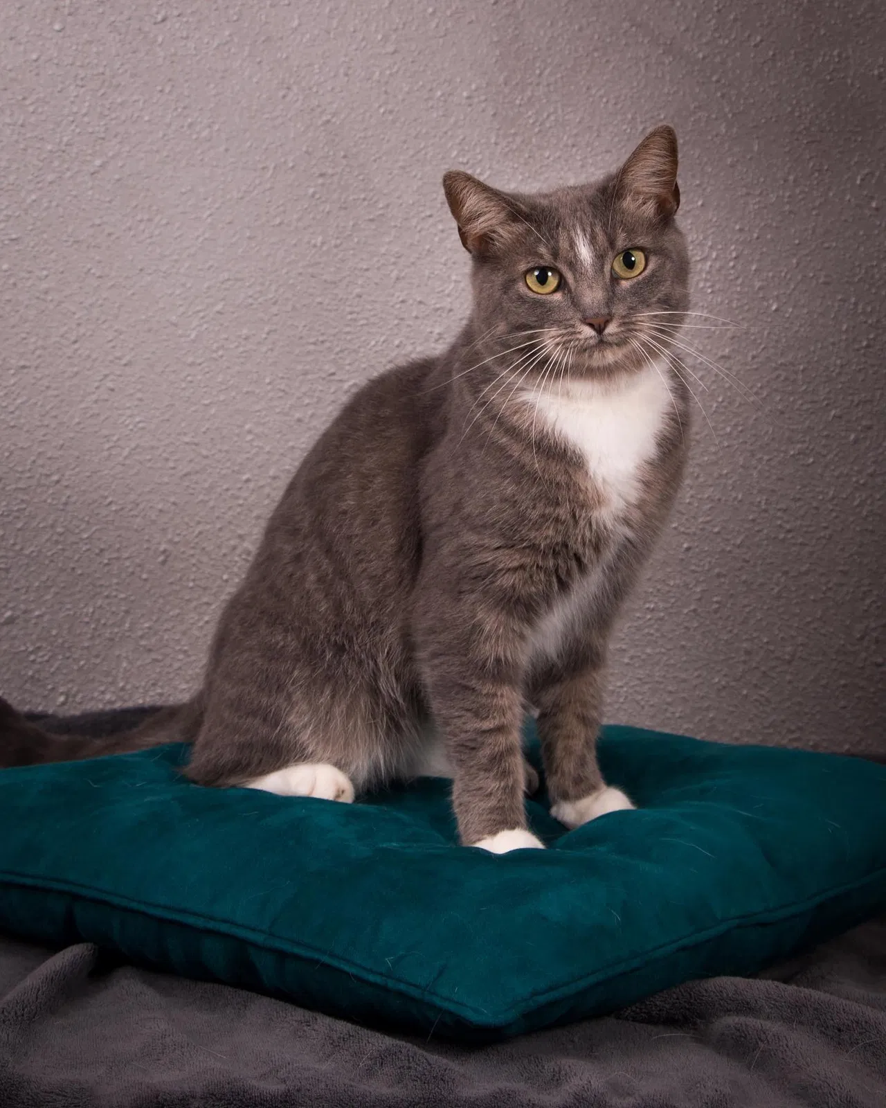 Lost cat in Des Moines, IA, 50311