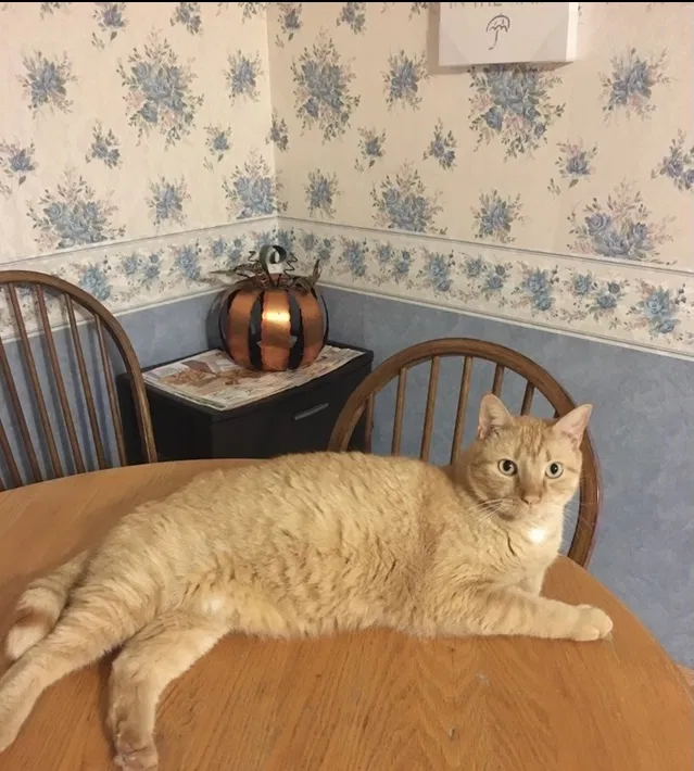 Lost cat in San Antonio, TX, 78249