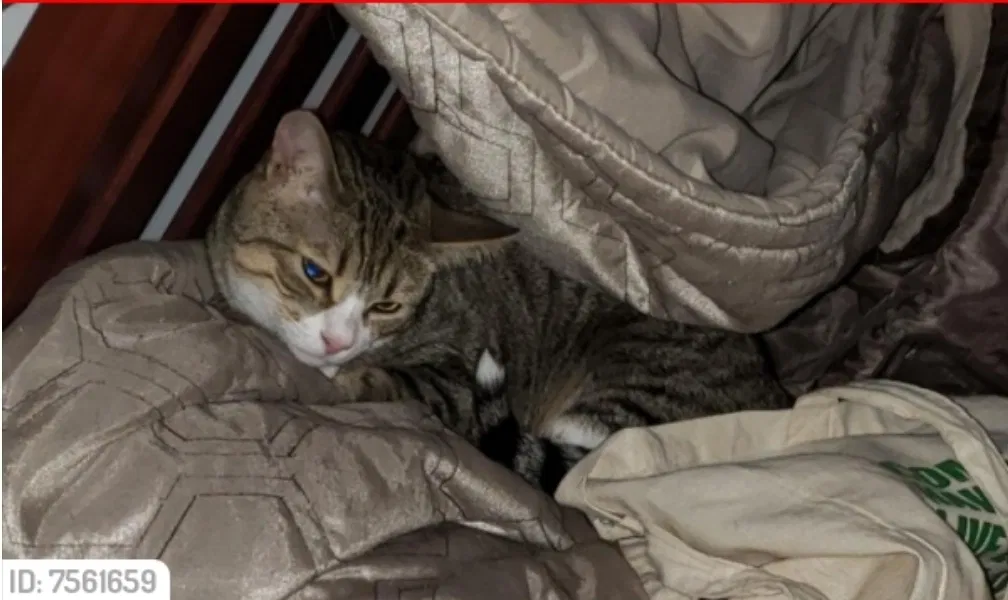 Lost cat in Killeen, TX, 76542