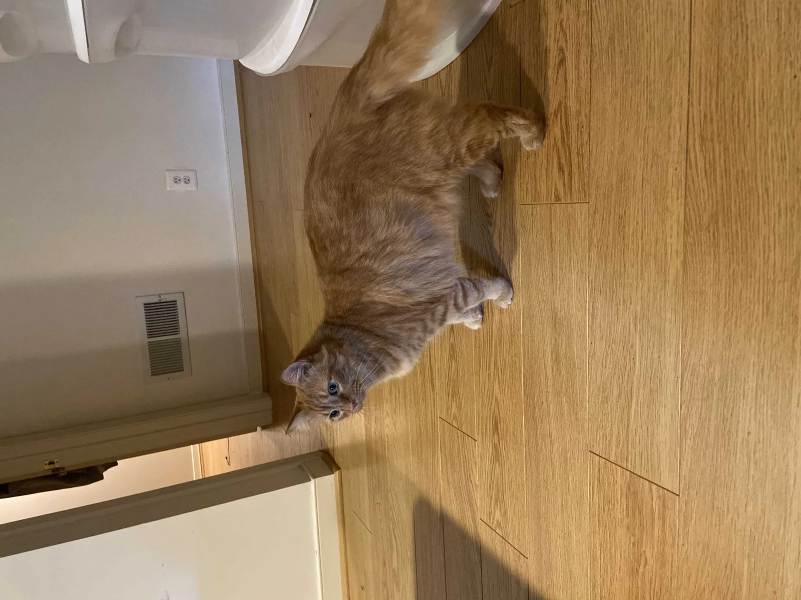 Lost cat in Fredericksburg, VA, 22401