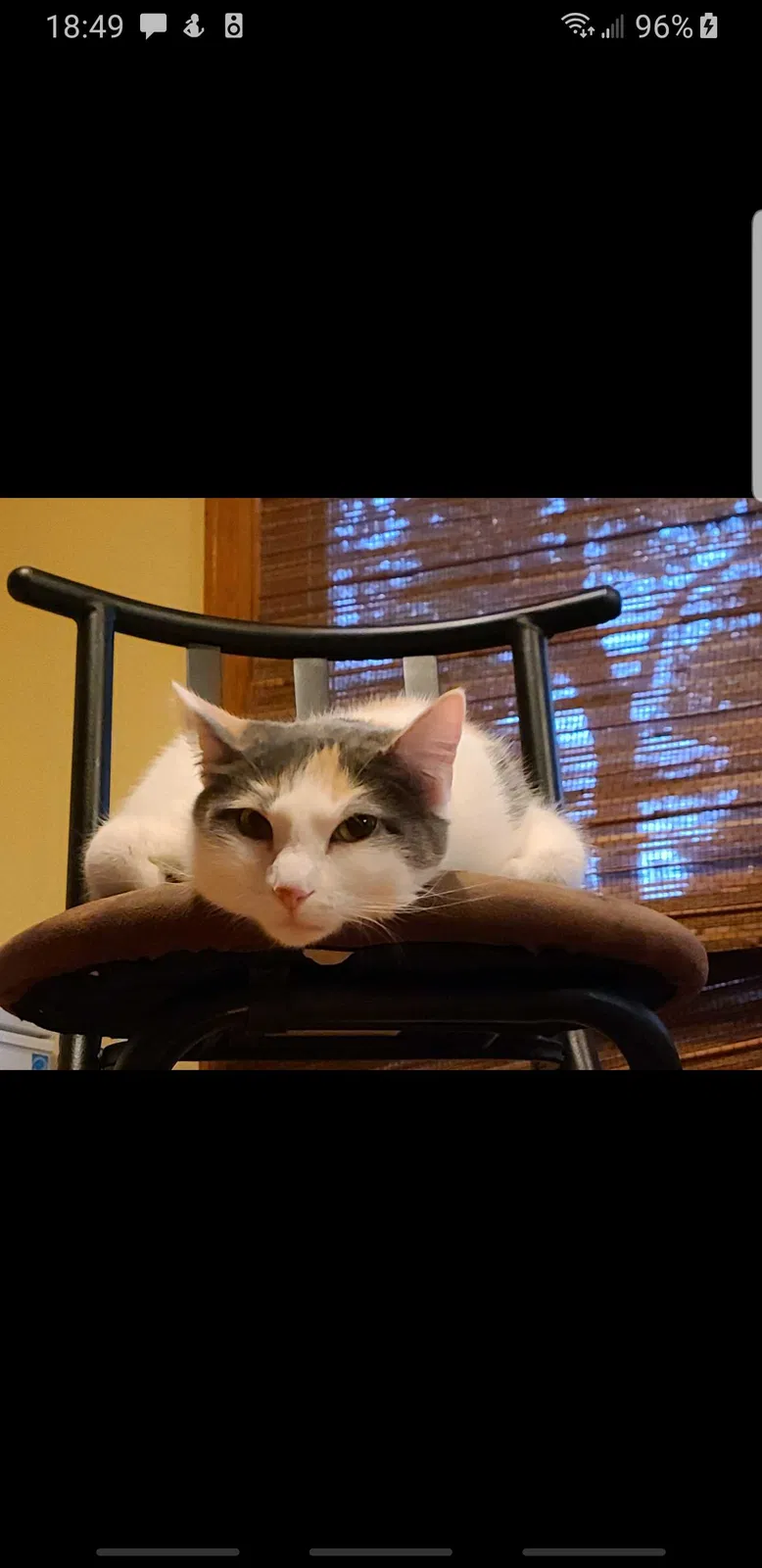 Lost cat in Parker, CO, 80134