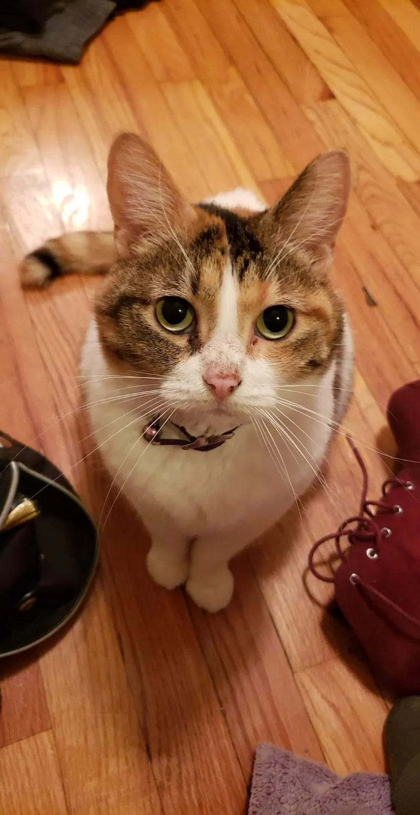 Lost cat in Saint Louis, MO, 63139