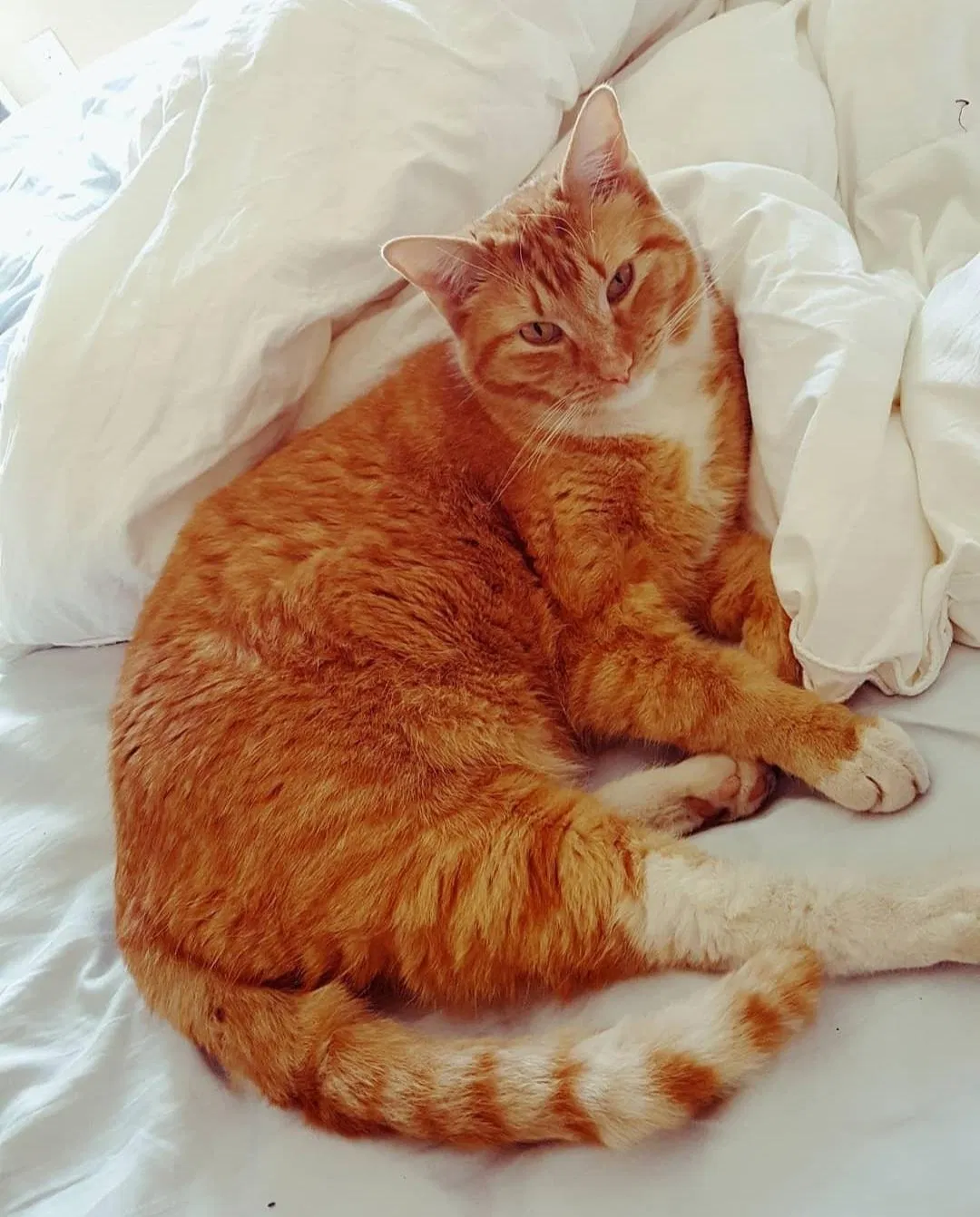 Lost cat in Albuquerque, NM, 87121