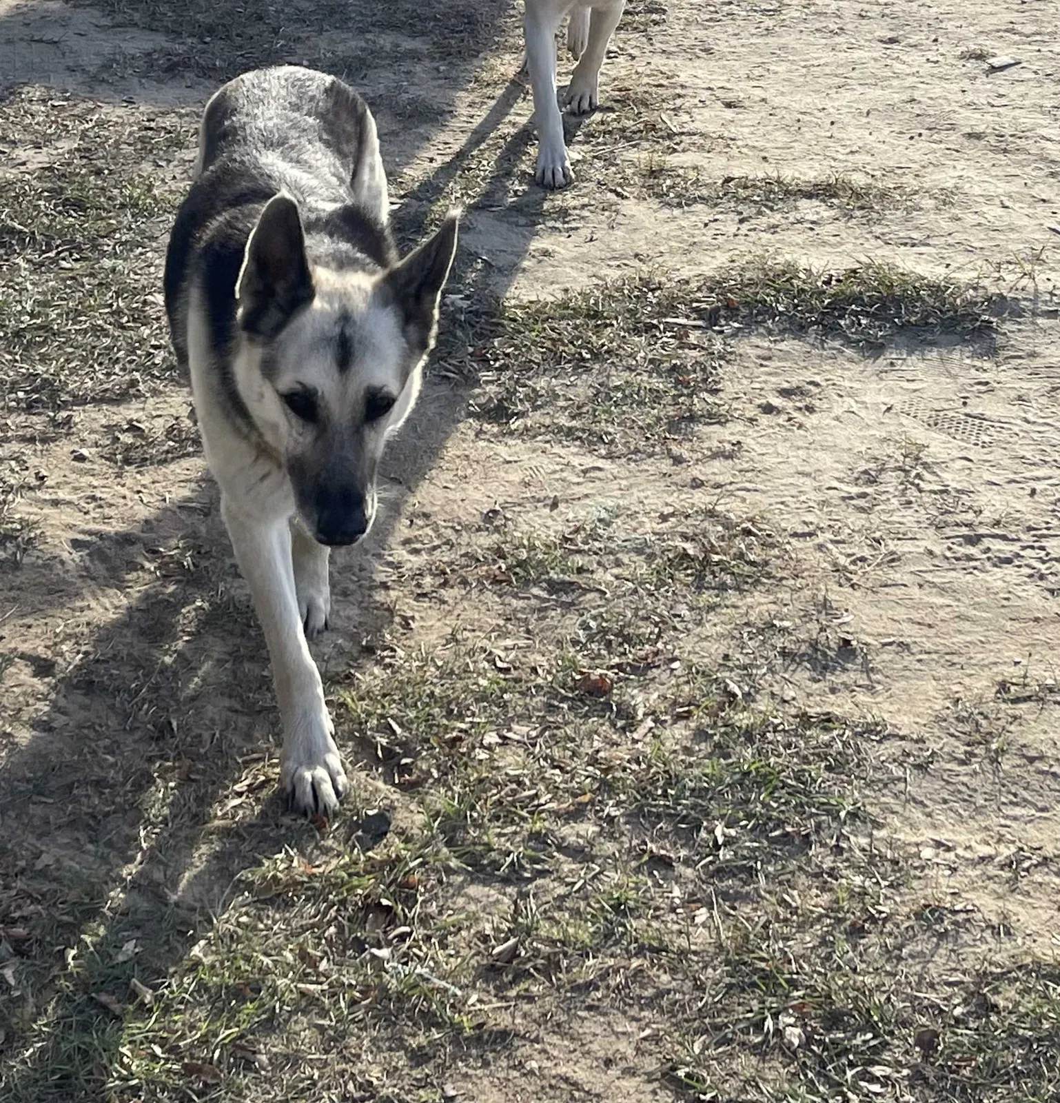 Lost dog in Lumber Bridge, NC, 28357