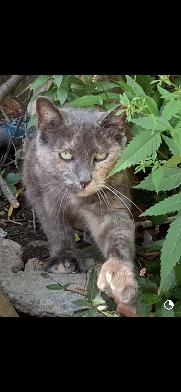 Lost cat in Worcester, MA, 1604