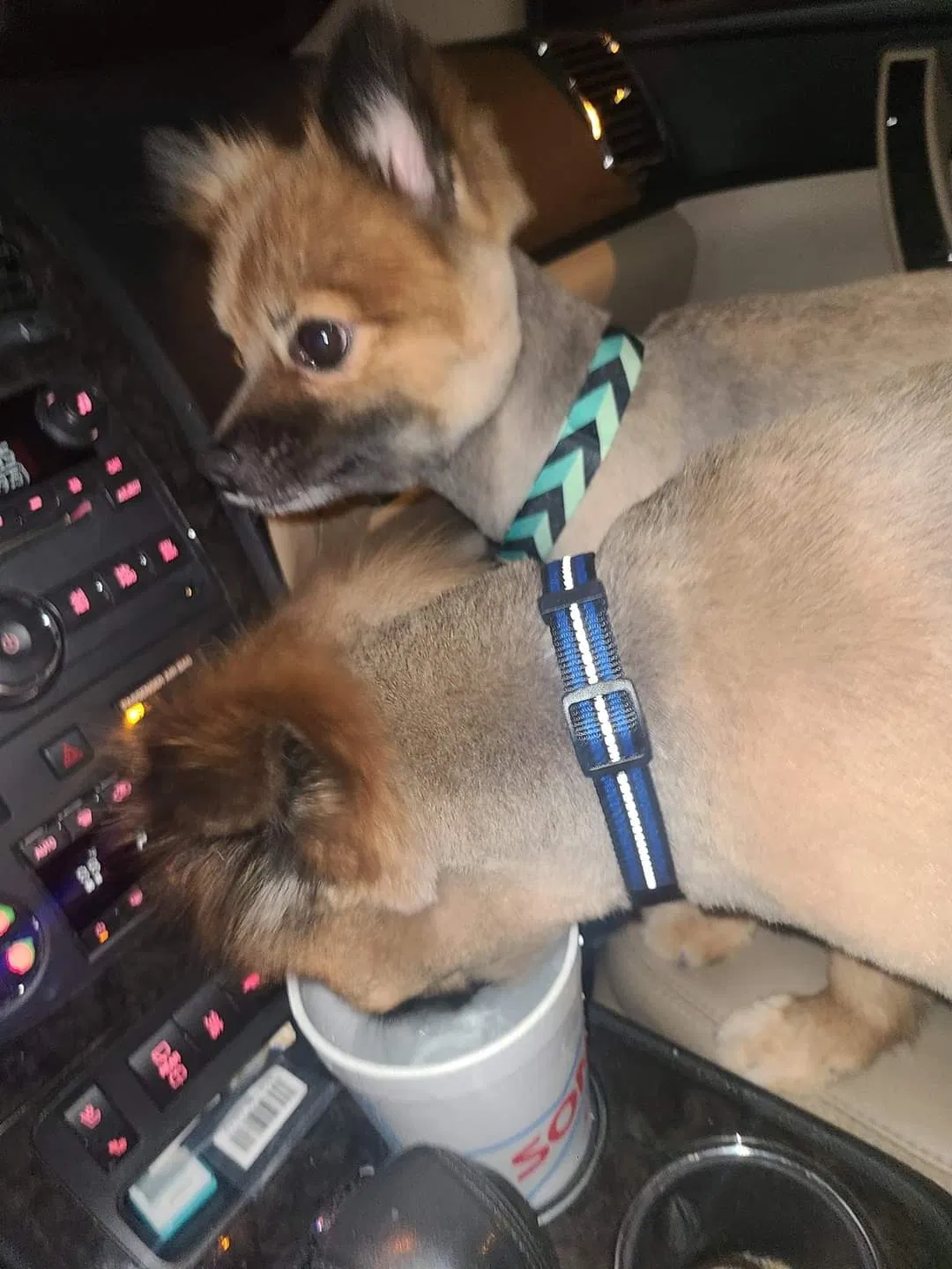Lost dog in Lewisville, TX, 75057