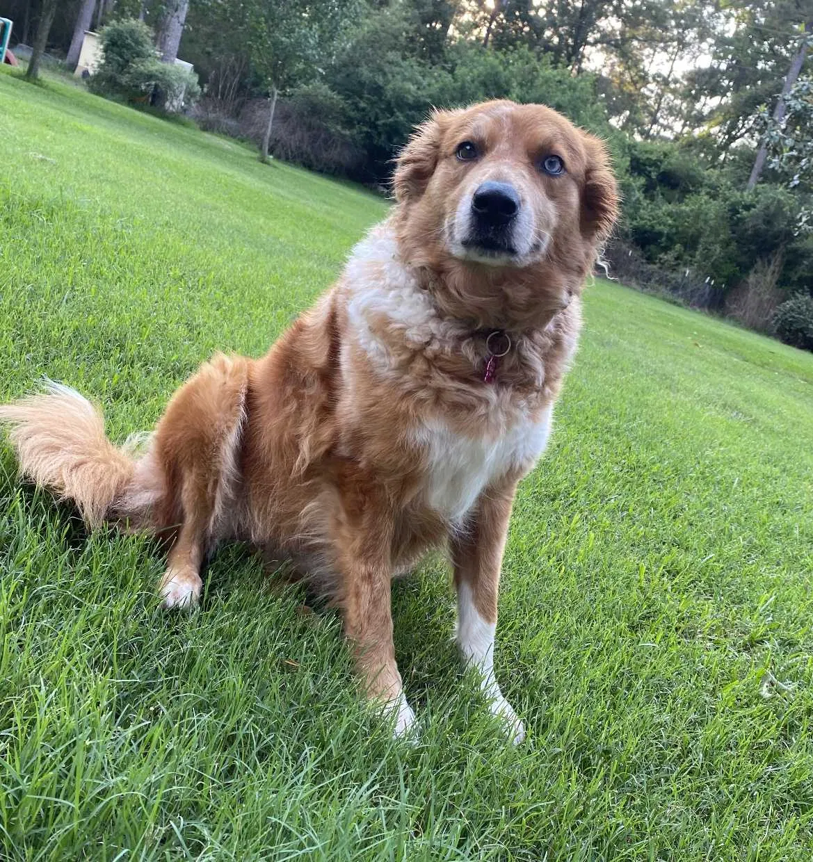 Lost dog in Magnolia, TX, 77355