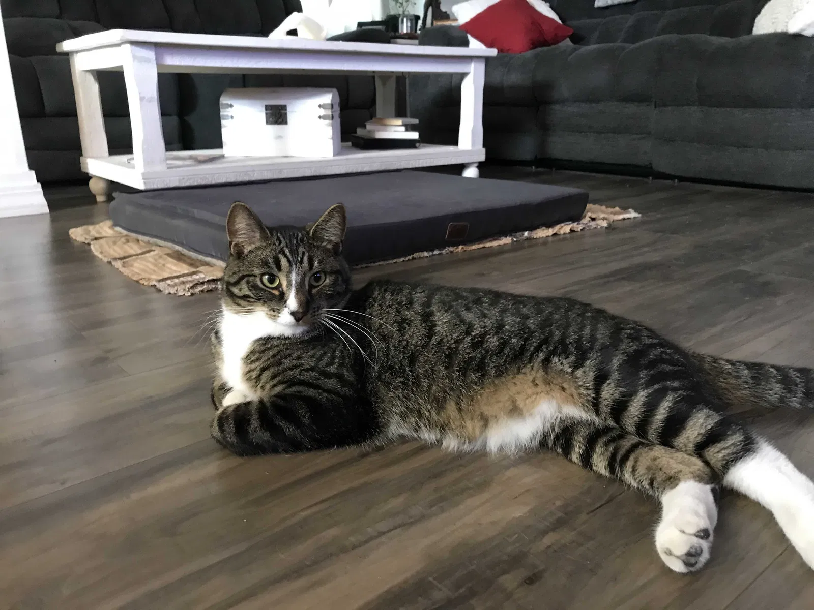 Lost cat in Spokane, WA, 99205