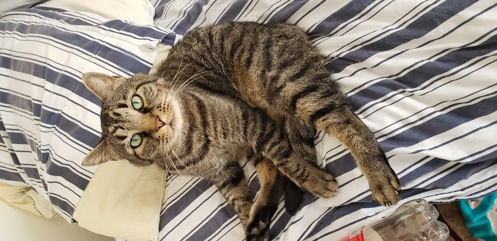 Lost cat in State College, PA, 16803