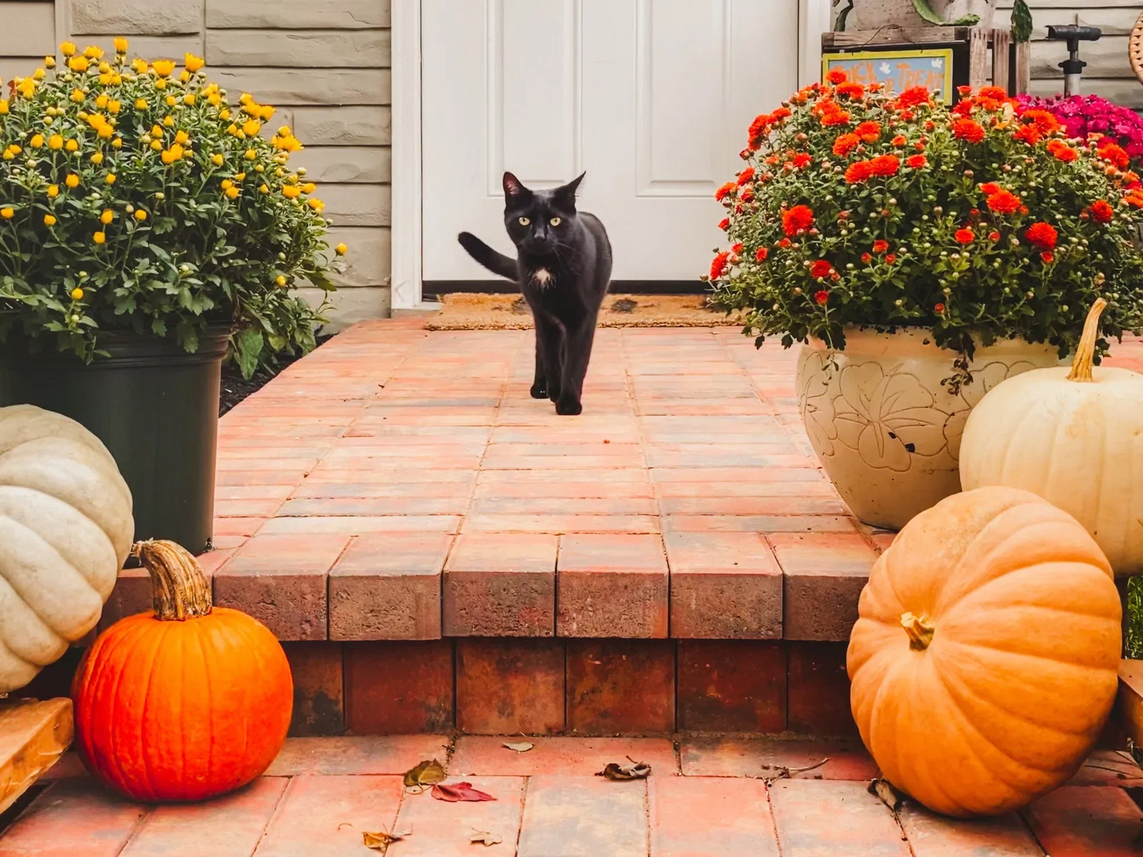 Lost cat in Rockville, MD, 20851