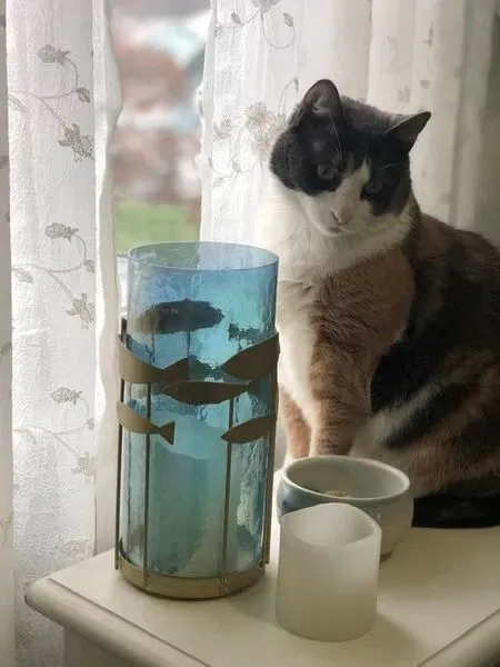 Lost cat in Hawthorne, NJ, 7506