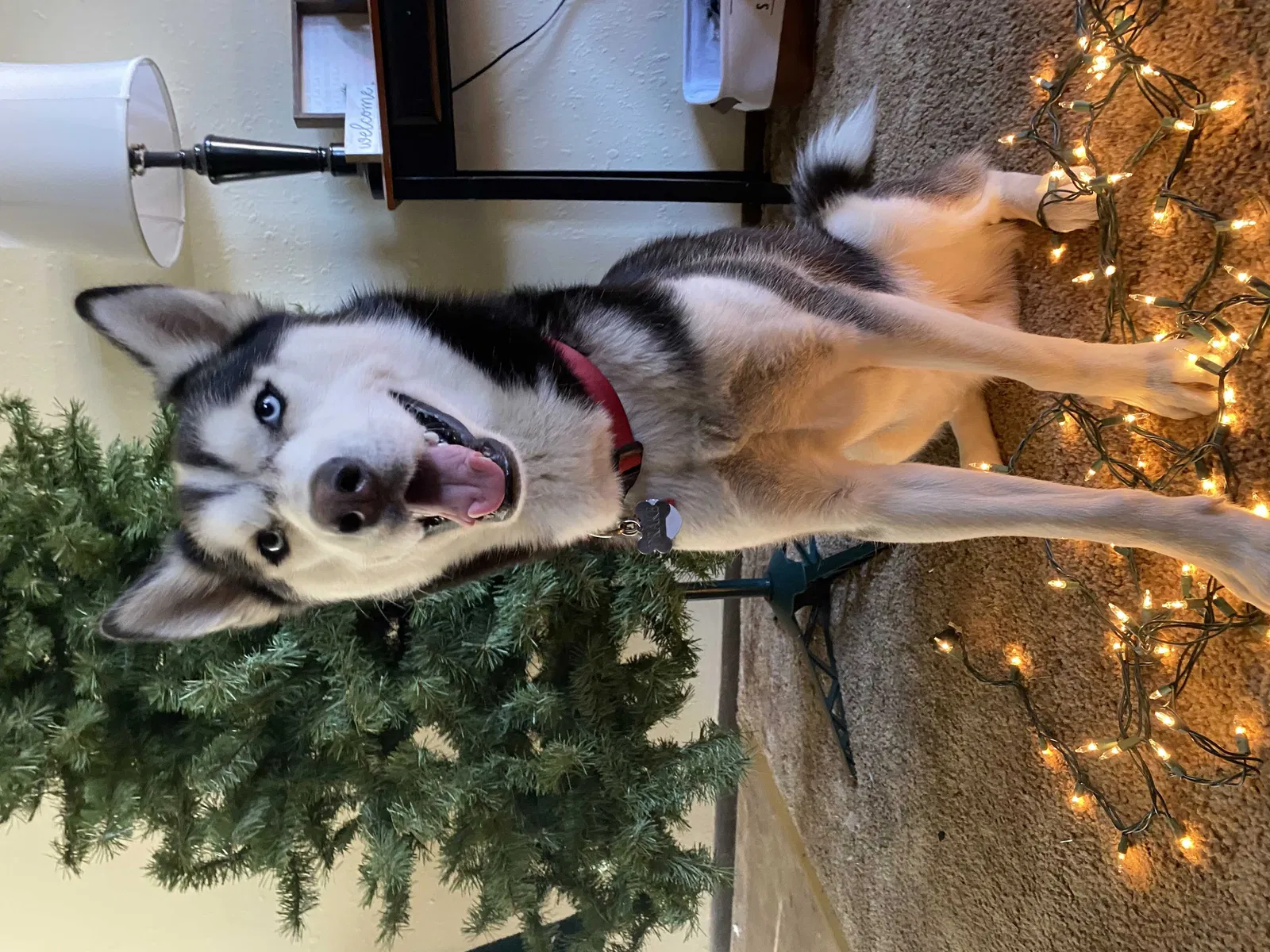 Lost dog in Derby, KS, 67037
