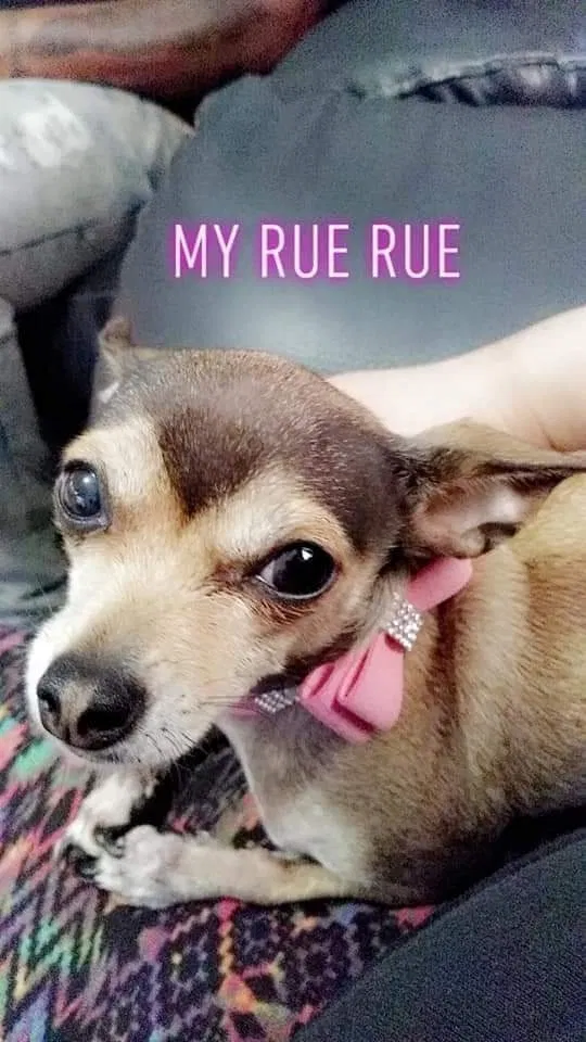 Lost dog in Tampa, FL, 33611