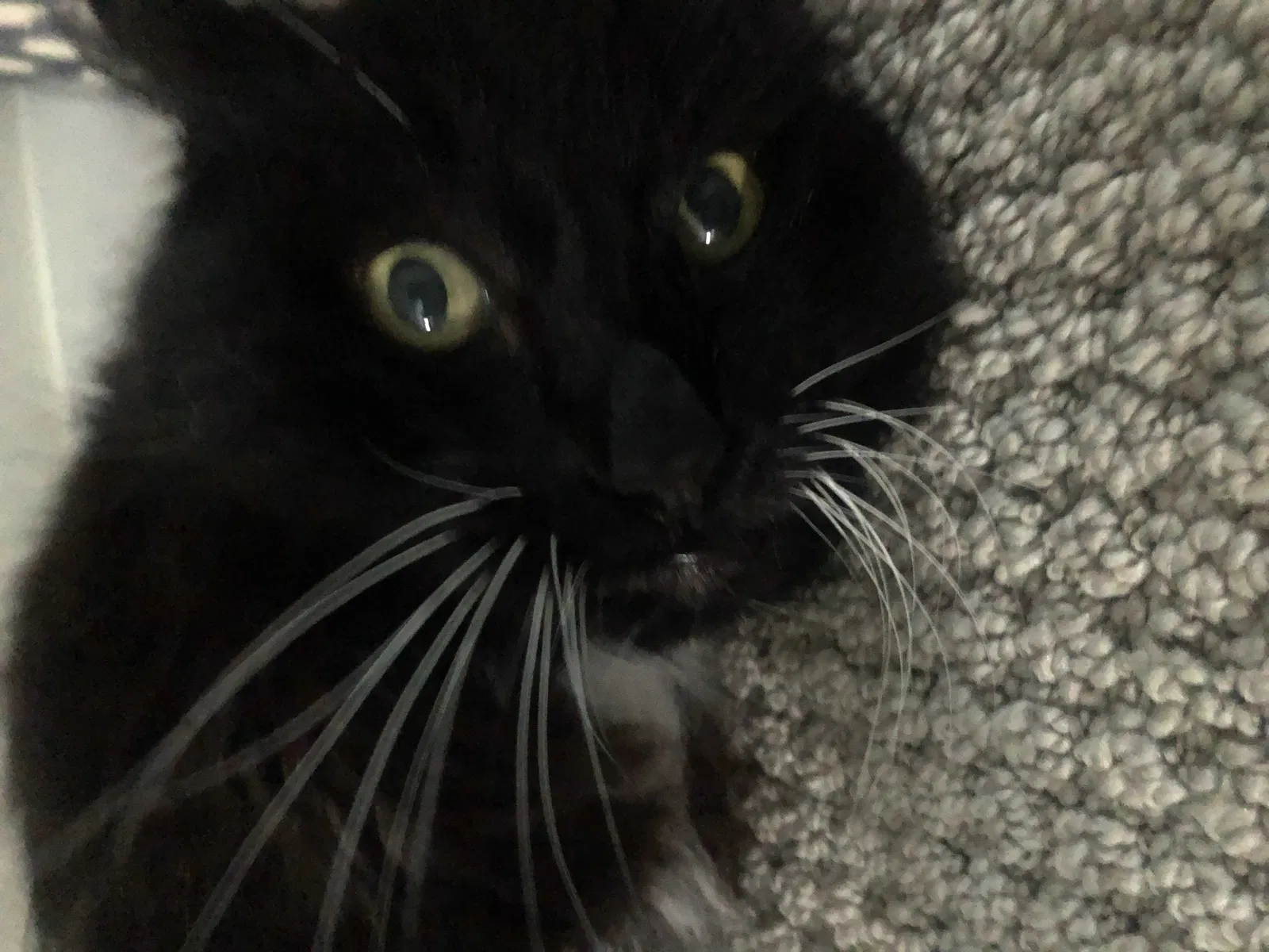 Lost cat in Northridge, CA, 91325