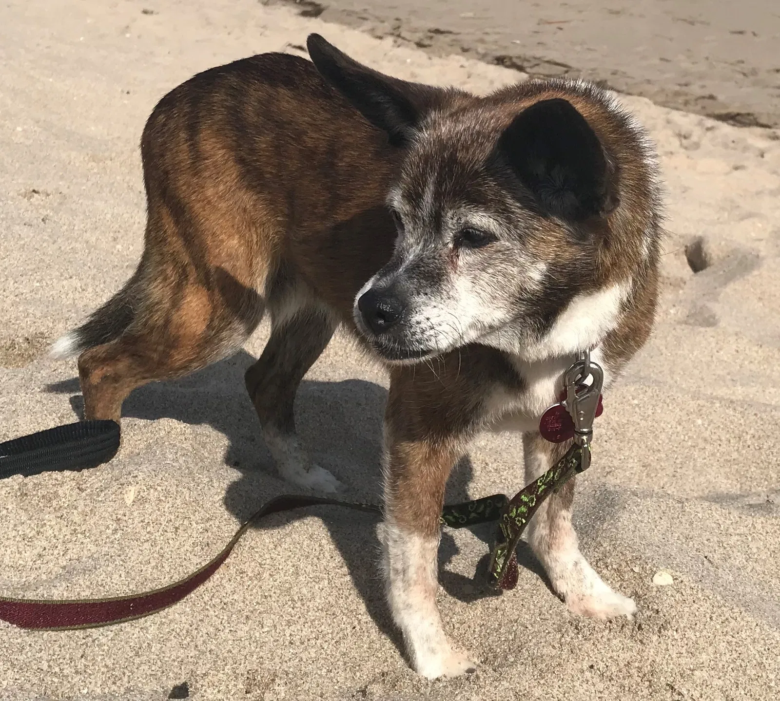 Lost dog in Peculiar, MO, 64078