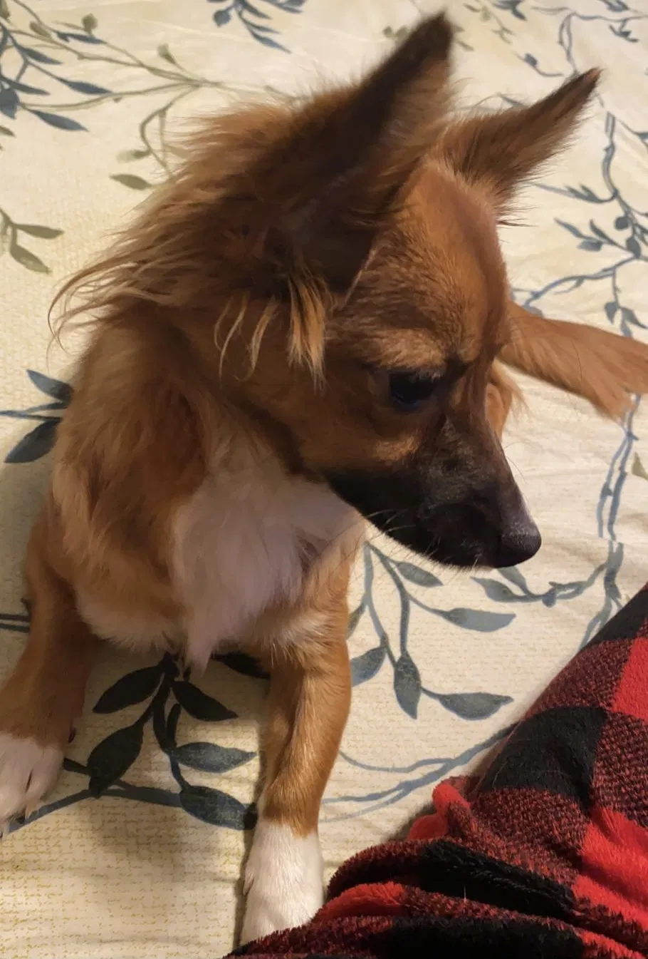 Lost dog in Bakersfield, CA, 93307