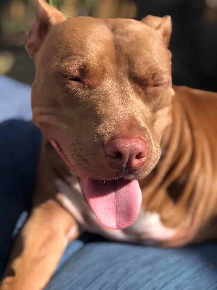 Lost dog in Pensacola, FL, 32526