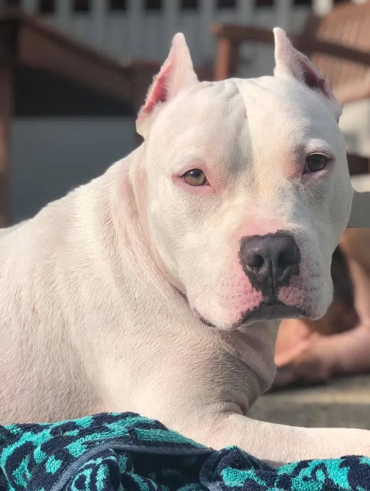 Lost dog in Pensacola, FL, 32526