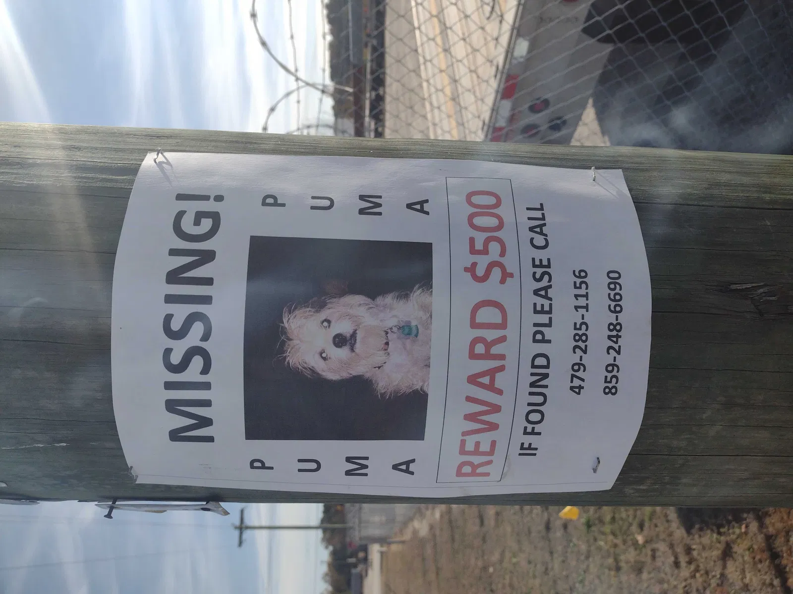 Lost dog in Florence, SC, 29501