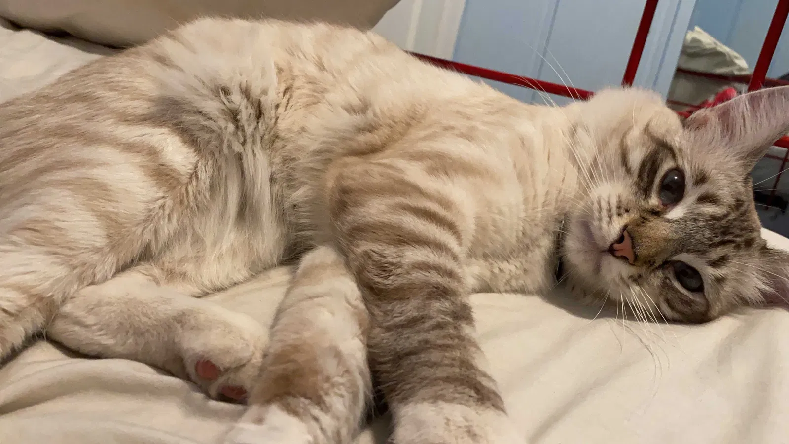 Lost cat in Corcoran, CA, 93212