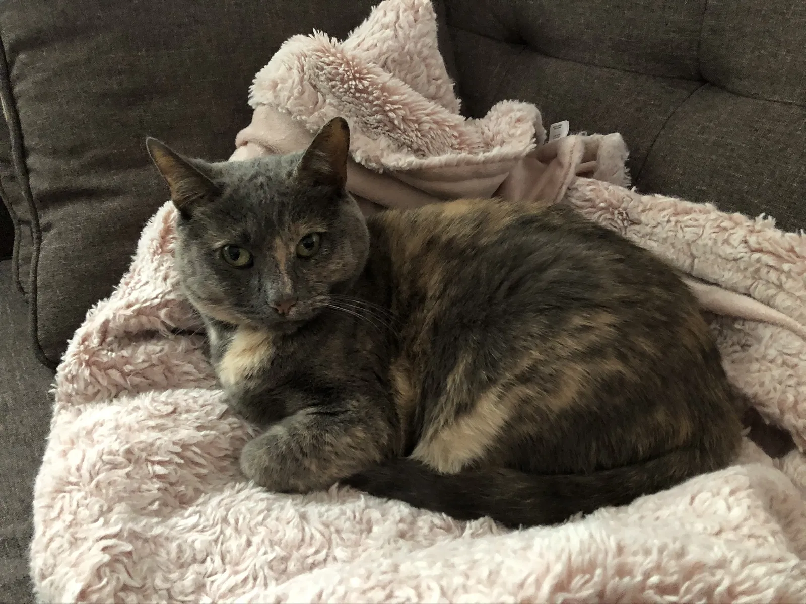 Lost cat in Green Bay, WI, 54302