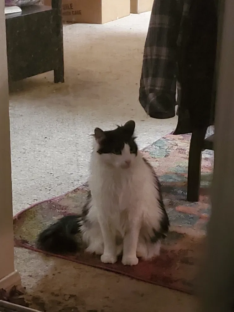 Lost cat in Huntington Beach, CA, 92648