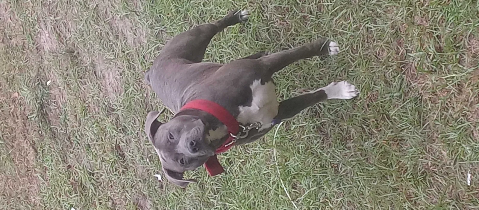 Lost dog in Sumter, SC, 29153