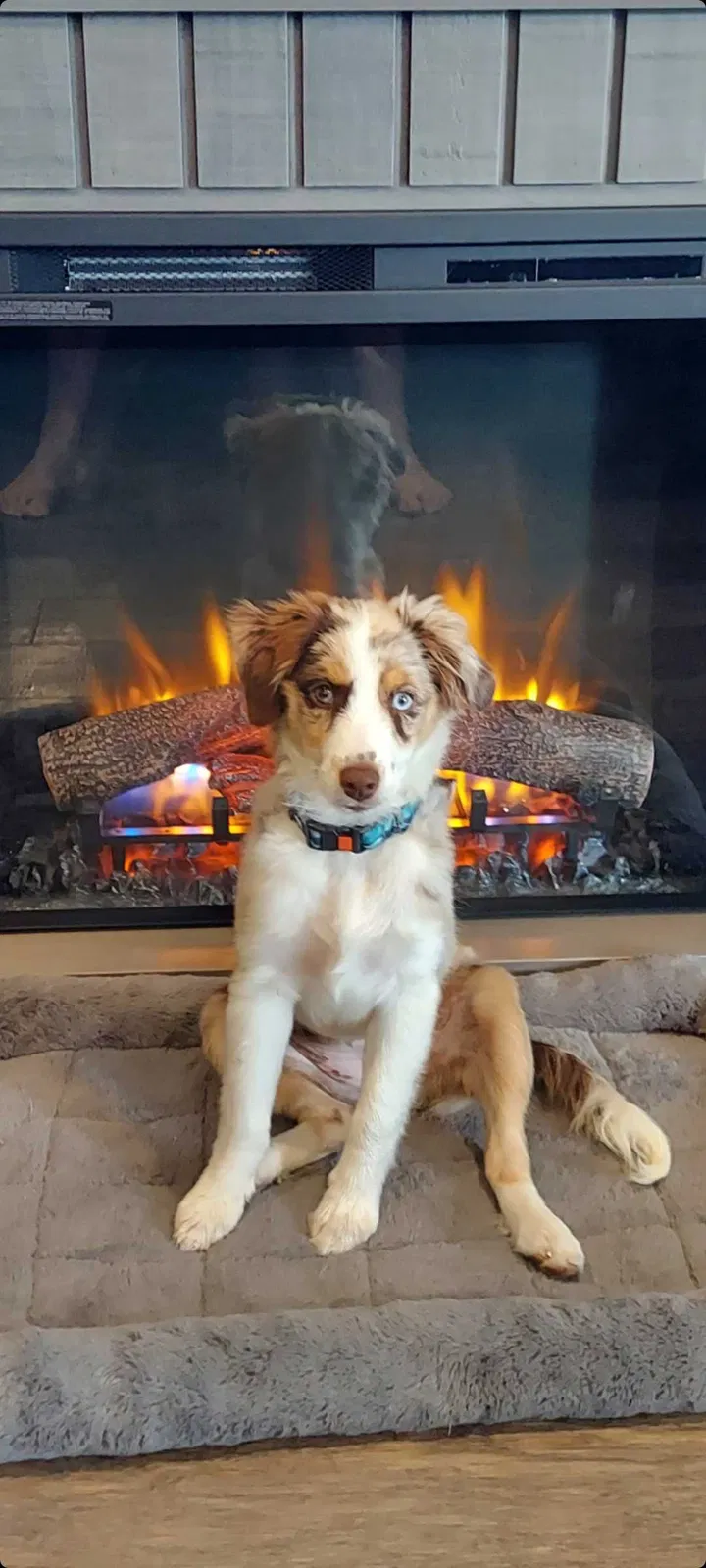 Lost dog in Long Beach, CA, 90808