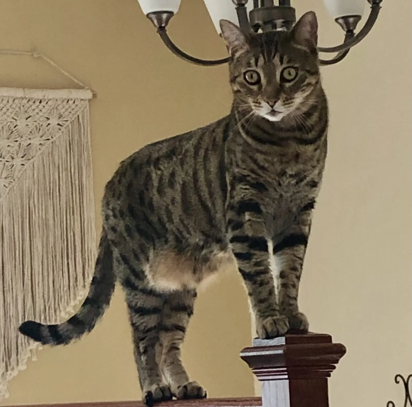 Lost cat in Dayton, OH, 45449