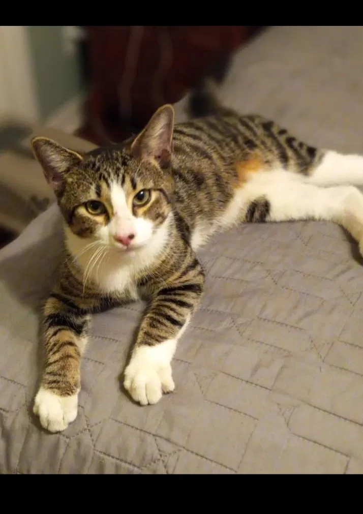 Lost cat in Palm Harbor, FL, 34683