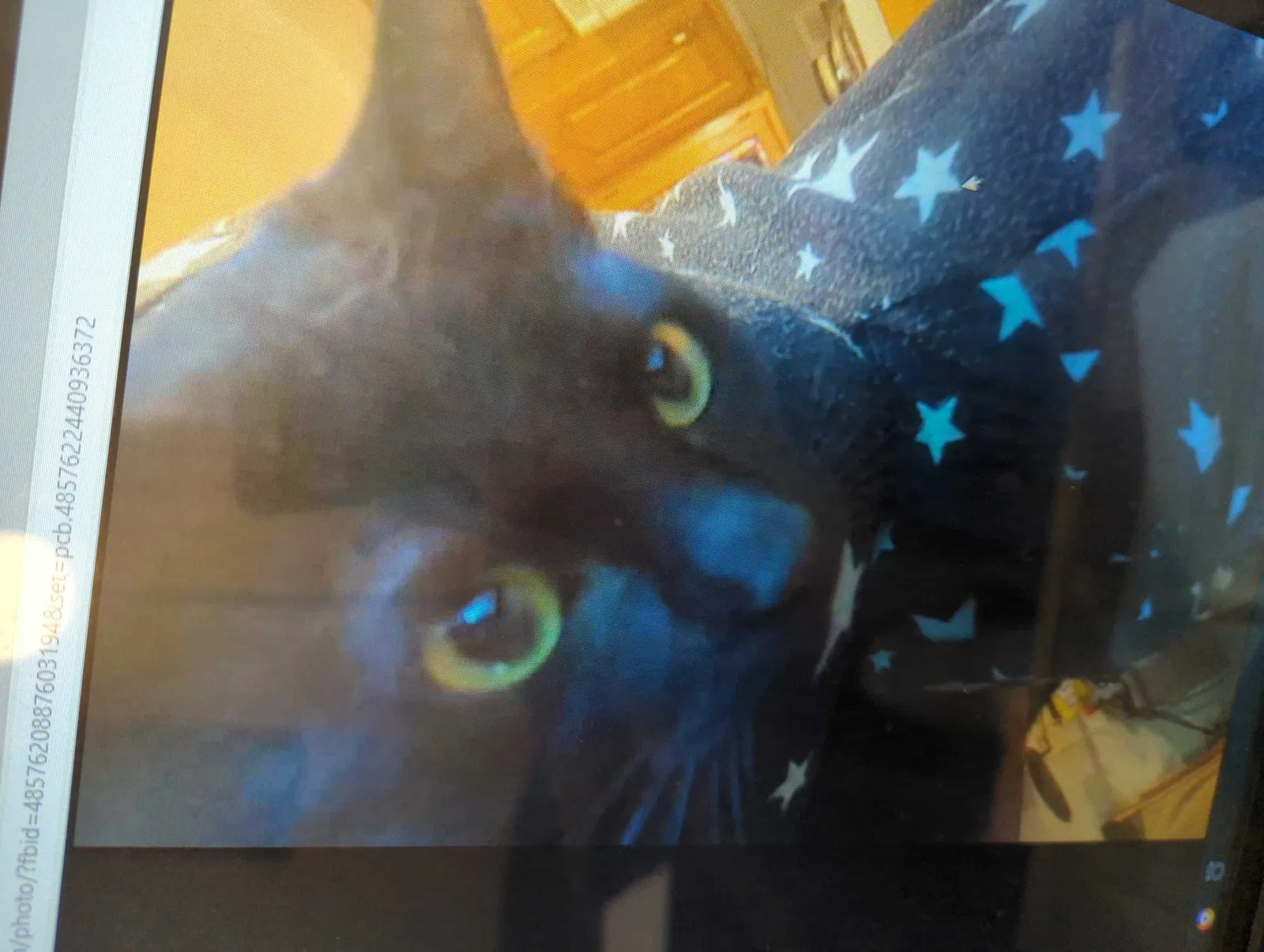 Lost cat in Amarillo, TX, 79109