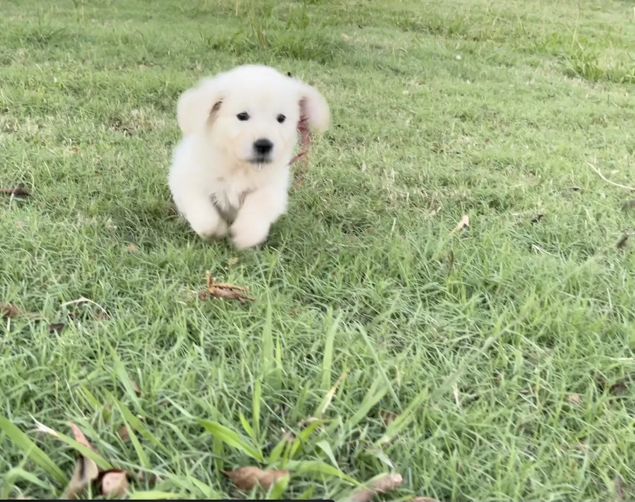 Lost dog in Waco, TX, 76705