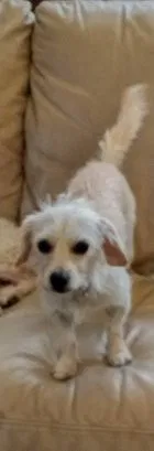 Lost dog in Pittsburg, CA, 94565