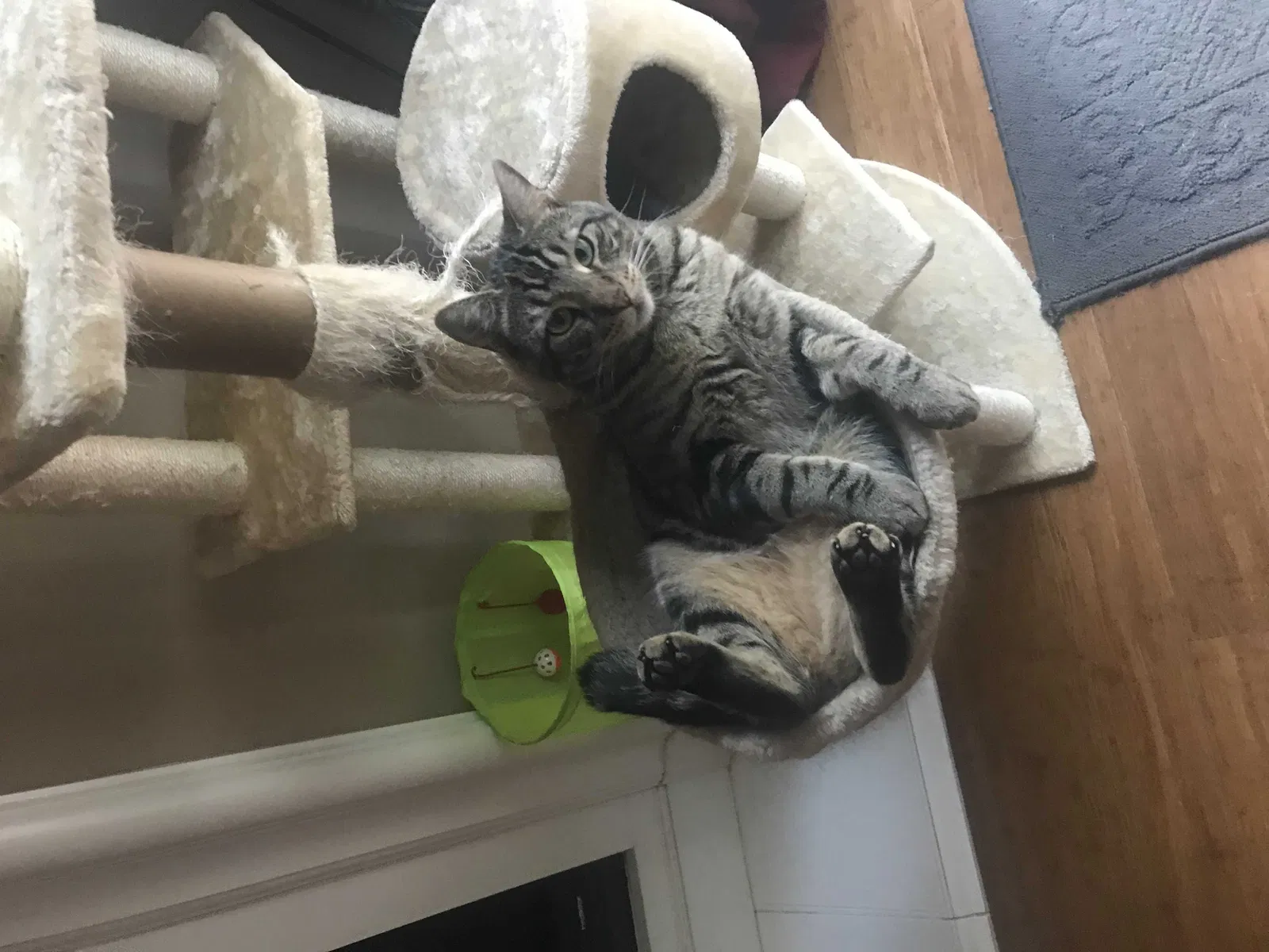 Lost cat in Lincoln, CA, 95648