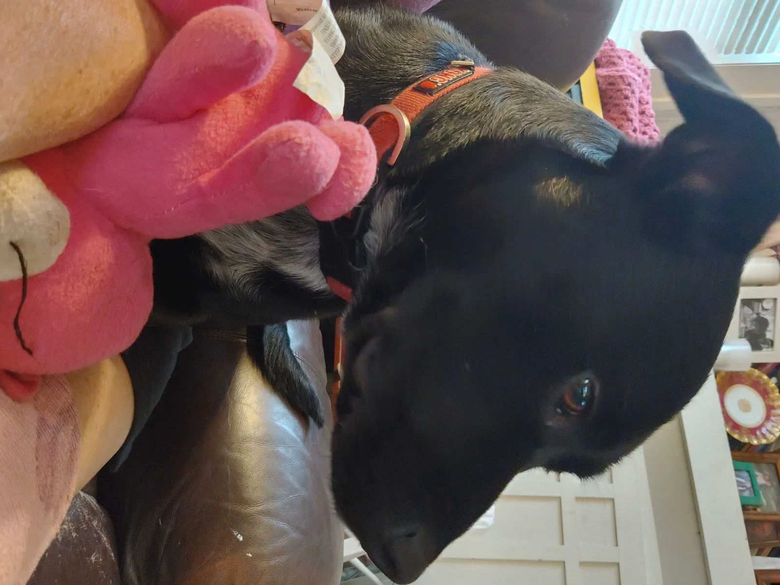 Lost dog in Oklahoma City, OK, 73107