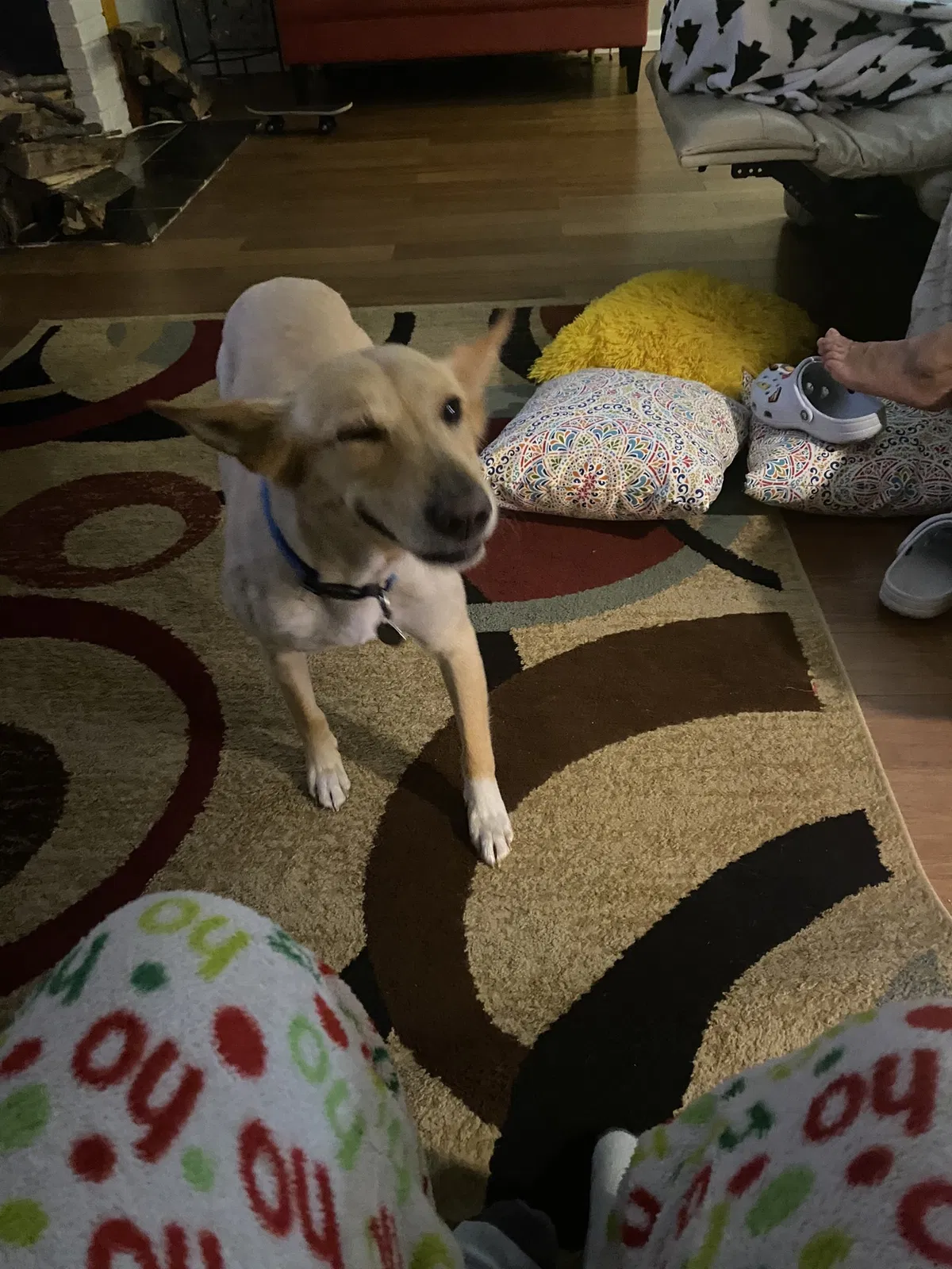 Lost dog in Suitland, MD, 20746