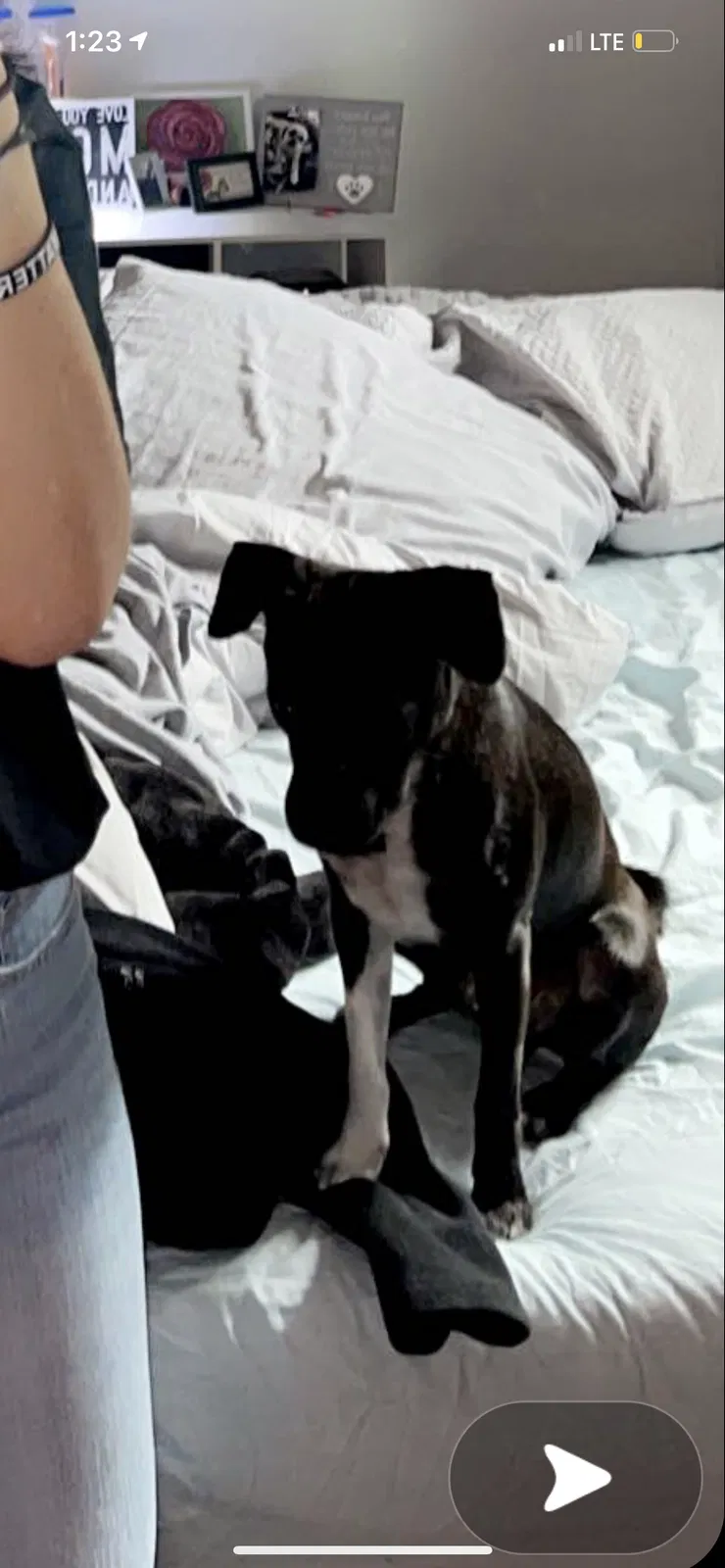 Lost dog in Spring Branch, TX, 78070