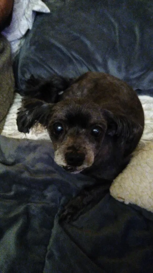 Lost dog in Tacoma, WA, 98408
