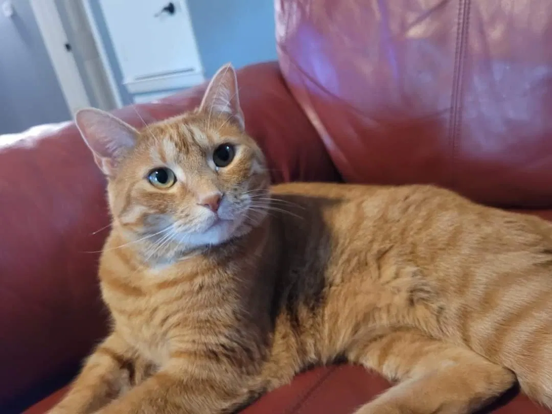Lost cat in Jacksonville, AR, 72076