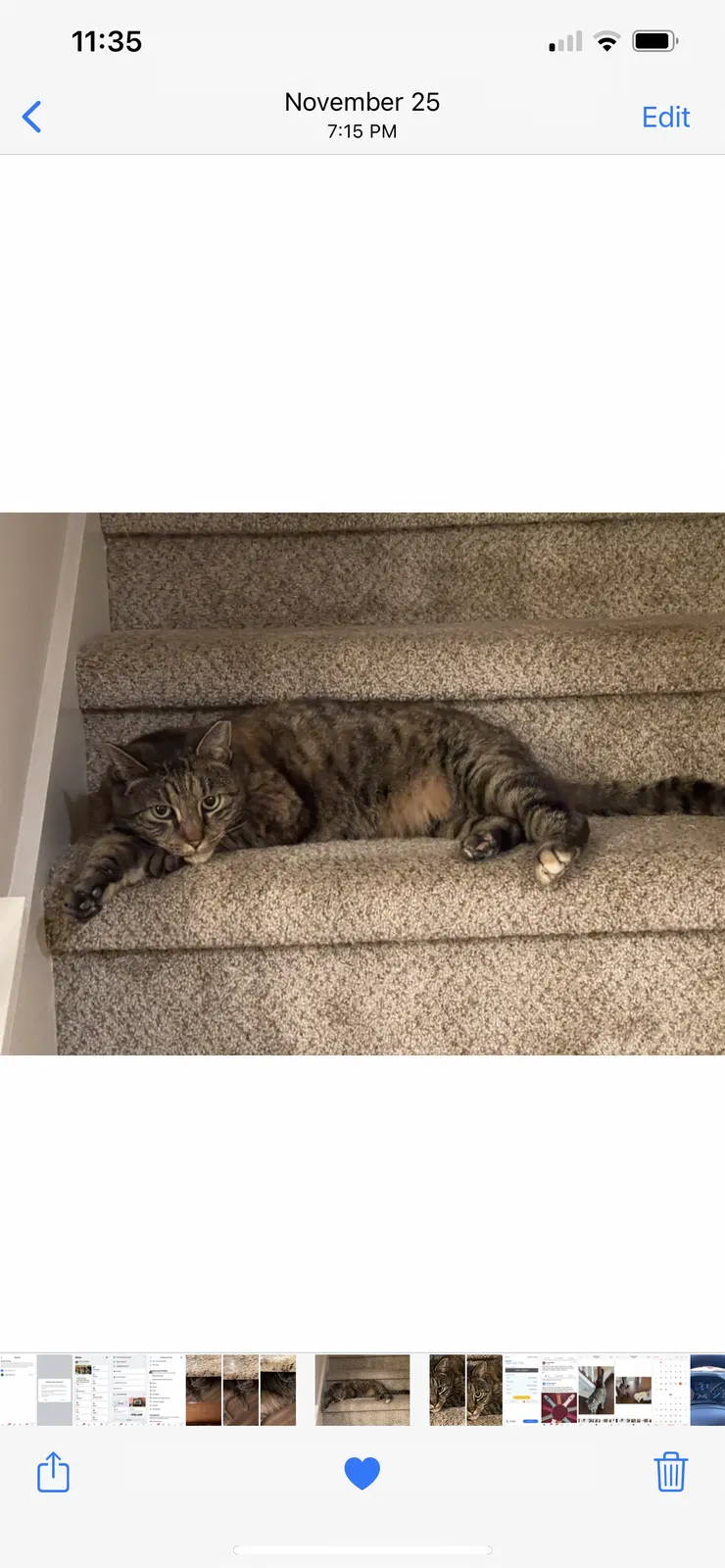 Lost cat in Boiling Springs, SC, 29316