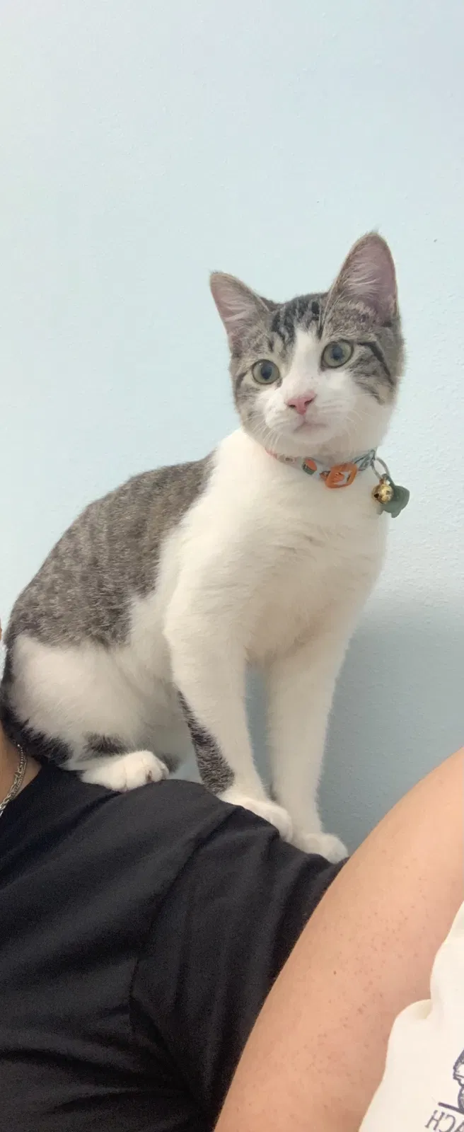 Lost cat in Tampa, FL, 33607