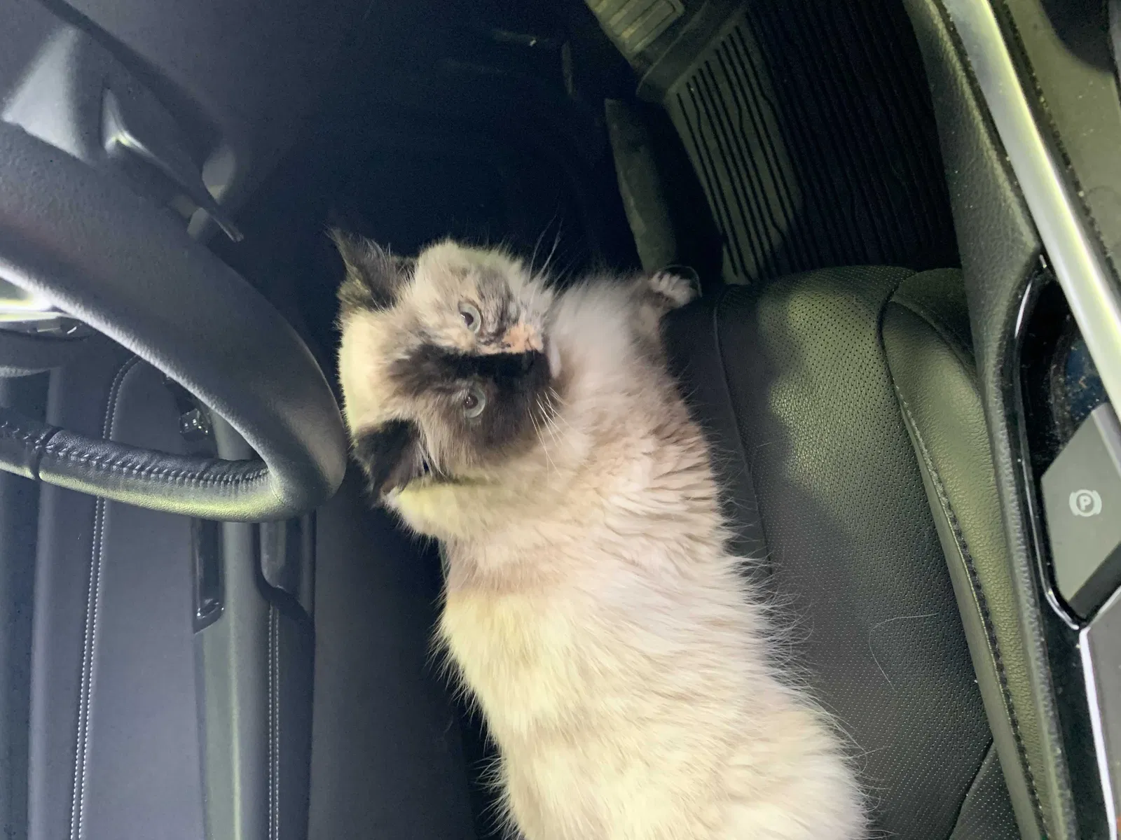 Lost cat in Fayetteville, NC, 28314