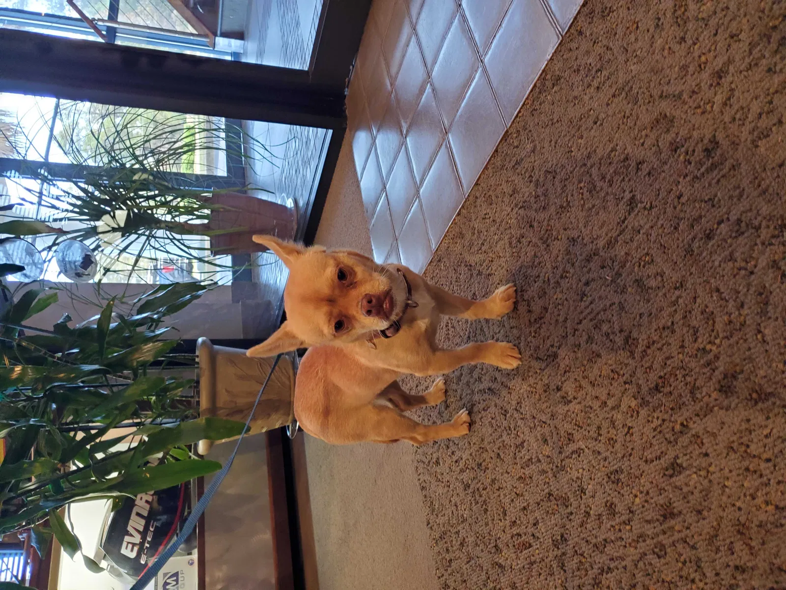 Found dog in Saint Matthews, SC, 29135