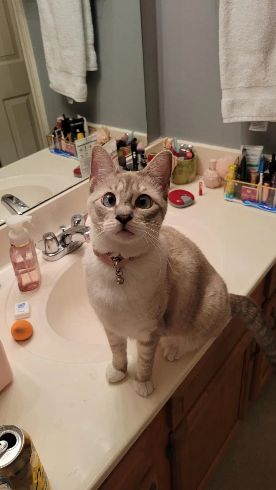 Lost cat in Indianapolis, IN, 46237