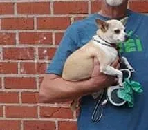 Lost dog in Portland, OR, 97267