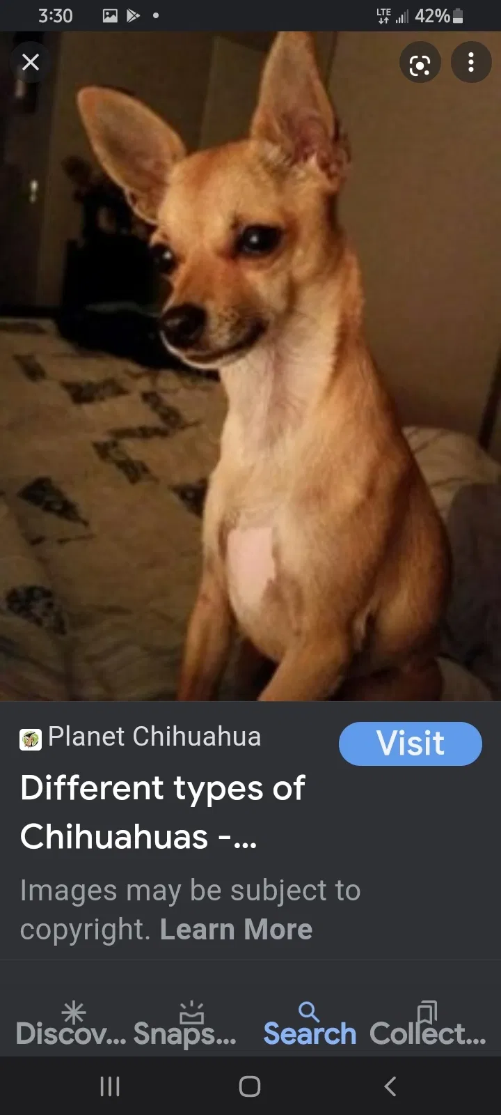 Lost dog in Douglas, AZ, 85607